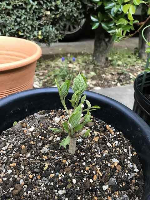 アナベルの葉が出てきましたね 楽しい庭作り 楽天ブログ