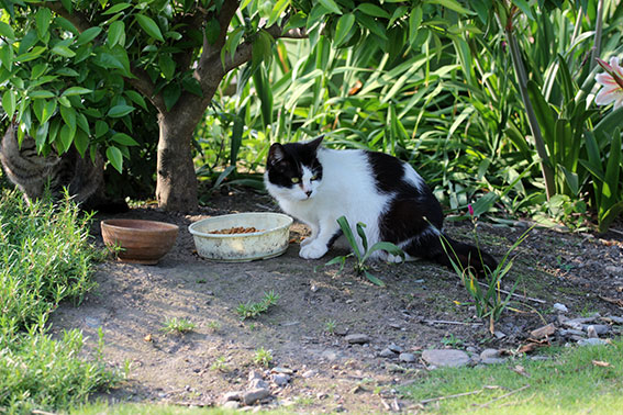 我が家のニャンコ♪2014/05/27-2