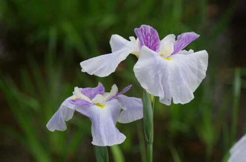 花菖蒲