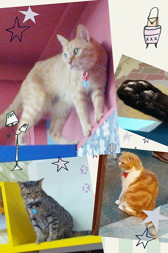 猫２.jpg