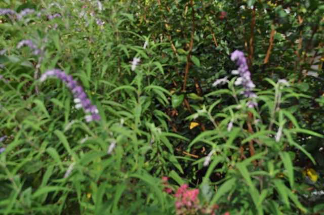 セイジ おっくうの教材作成日記 楽天ブログ