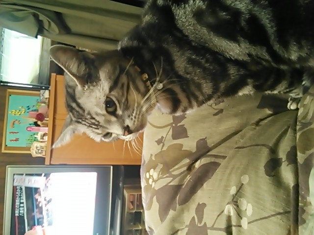 チェリー　1：5