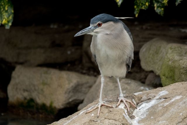 妖怪かと思ったら ゴイサギだった 私設見逃してもいい動物園 楽天ブログ