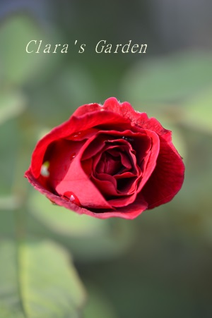 DSC_0004.JPG