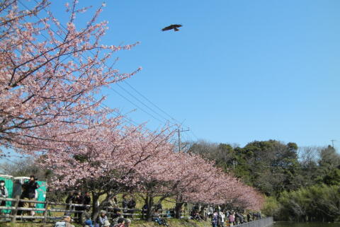 河津桜