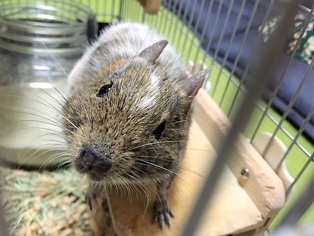 左下がりで可愛さ倍増 デグーと金魚に癒されちゅう 楽天ブログ