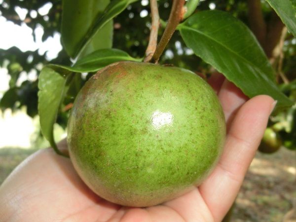 椿の実 椿に夢中 楽天ブログ