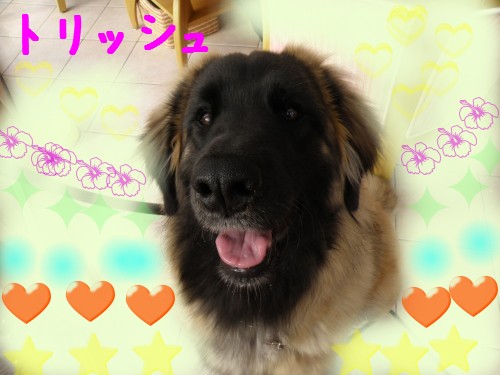 ﾄﾘｯｼｭ.JPG