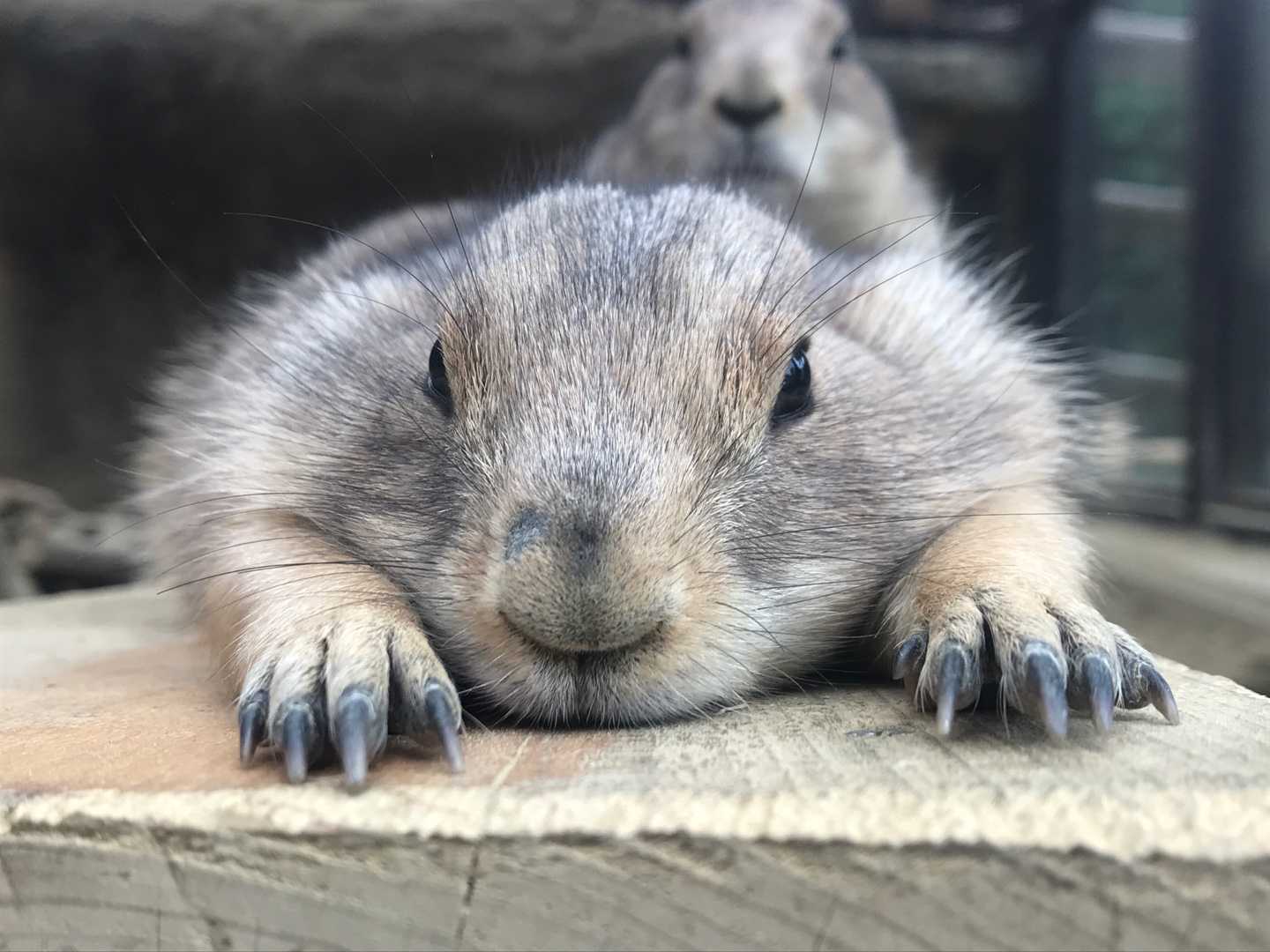 涼しくなったから オグロプレーリードッグ 今日は誰と会えるかな だいたい東山動植物園 楽天ブログ