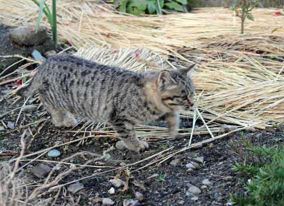 我が家のニャンコ♪2013/12/21-3