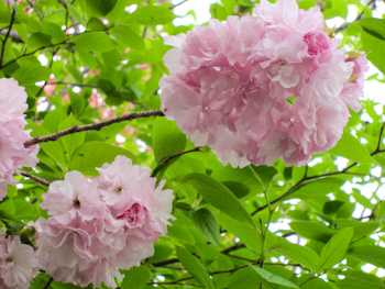 八重桜