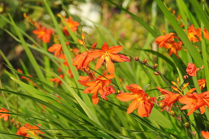 0172DSCN2505.JPG