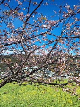 みなみの桜