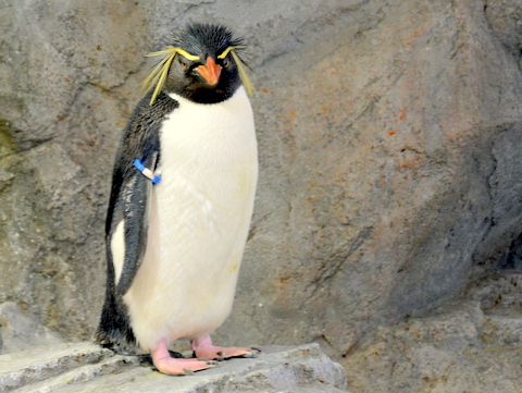 ミナミイワトビペンギン