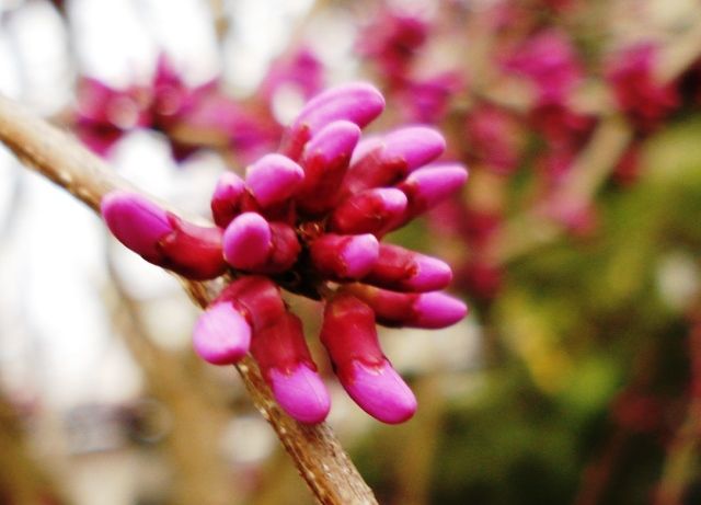 花蘇芳の蕾が咲き始めた 花と蕎麦とリハビリと 楽天ブログ
