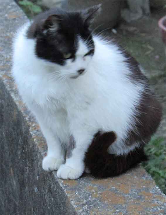 我が家のニャンコ♪2016/6/8-3