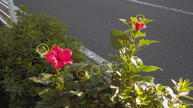 20151104ハイビスカス2.jpg