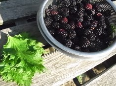 ブラックベリー　後半戦 (3)