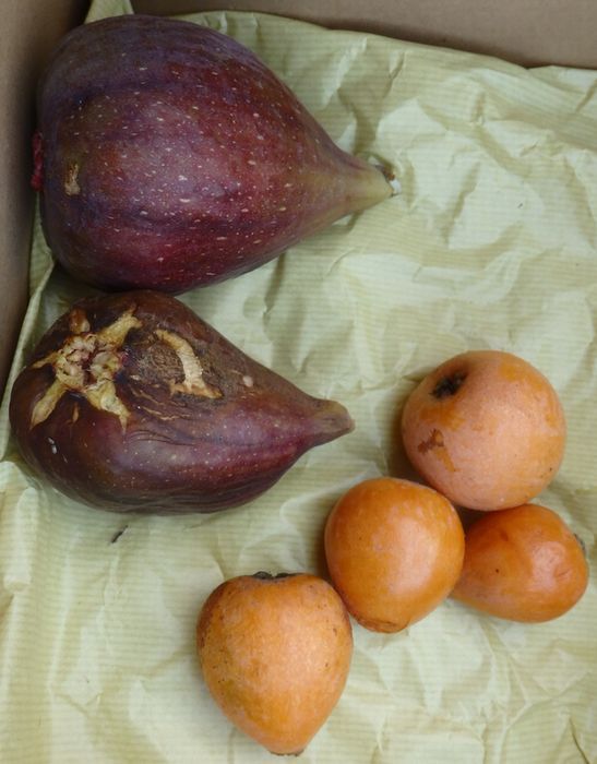 イチジク 桝井ドーフィン 夏果は 鳥 虫に先を越されていた ショーン００７ａの日記 楽天ブログ