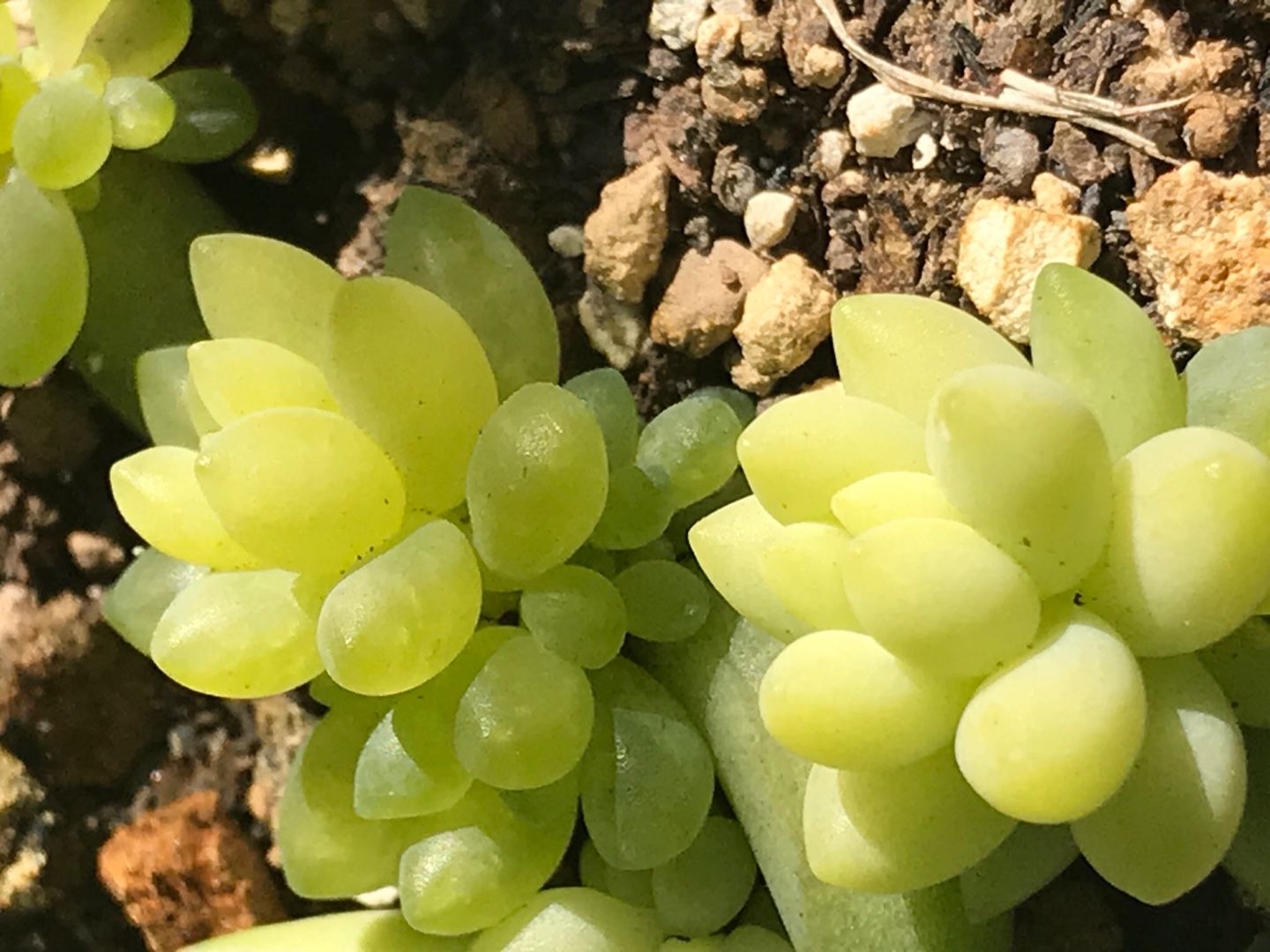 ガーデンメッセ八王子店と寒波 りんすいのブログ 楽天ブログ