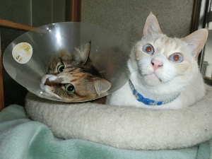 CIMG0238 (300x225).jpg