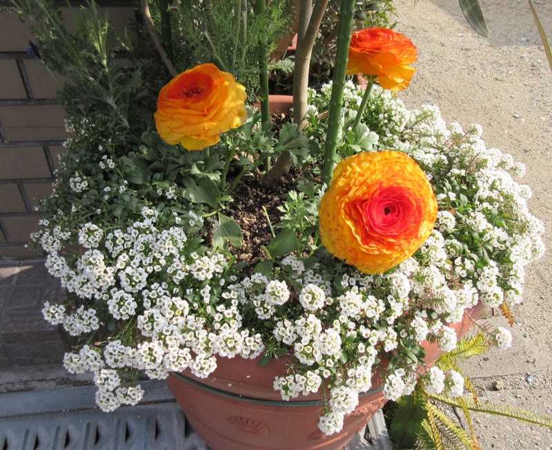 豪華なラナンキュラスの寄せ植え ブルーデージーの夏越えは挿し芽 狭い庭を花いっぱいにする育て方 楽天ブログ