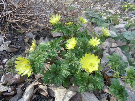 20130414福寿草.jpg