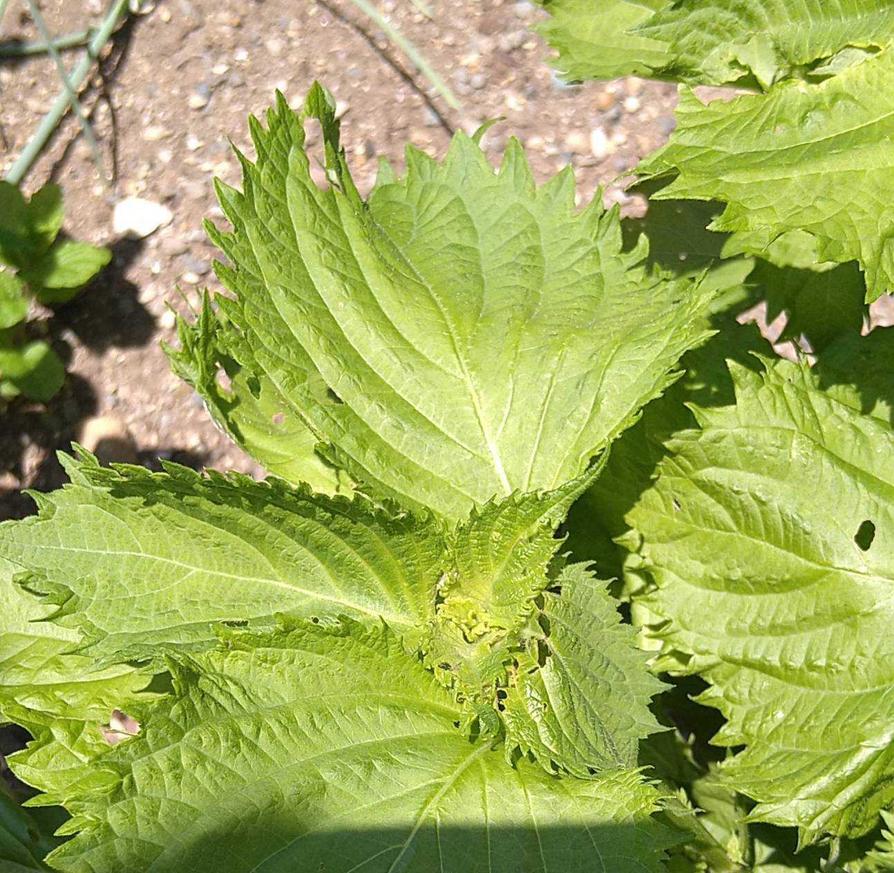 ３５家庭菜園 学び活かすのブログ 楽天ブログ