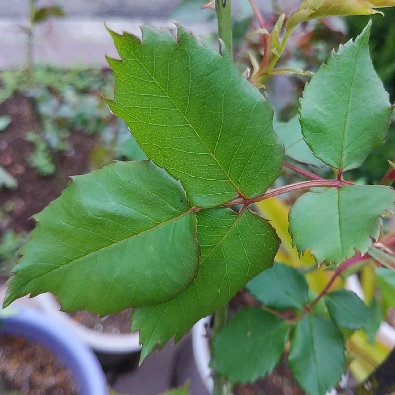 昨日の蕾は どうなった 咲いた それから薔薇の葉っぱの話 マダムアントワーヌマリ マダムロンバール あおい マダムエルネストカルヴァ ジャルルドミル レディヒリンドン ラレーヌビクトリア 薔薇の香り 楽天ブログ