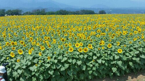 rblog-20160807151913-01.jpg