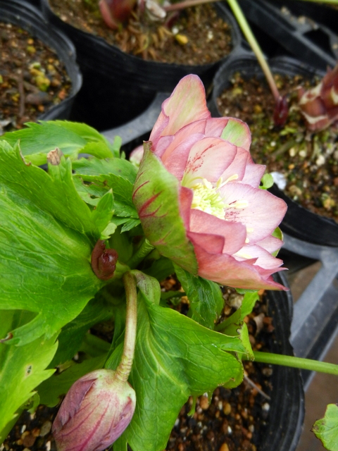 DSCN1227.JPG