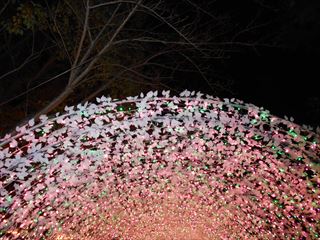 DSCN8652_R.JPG