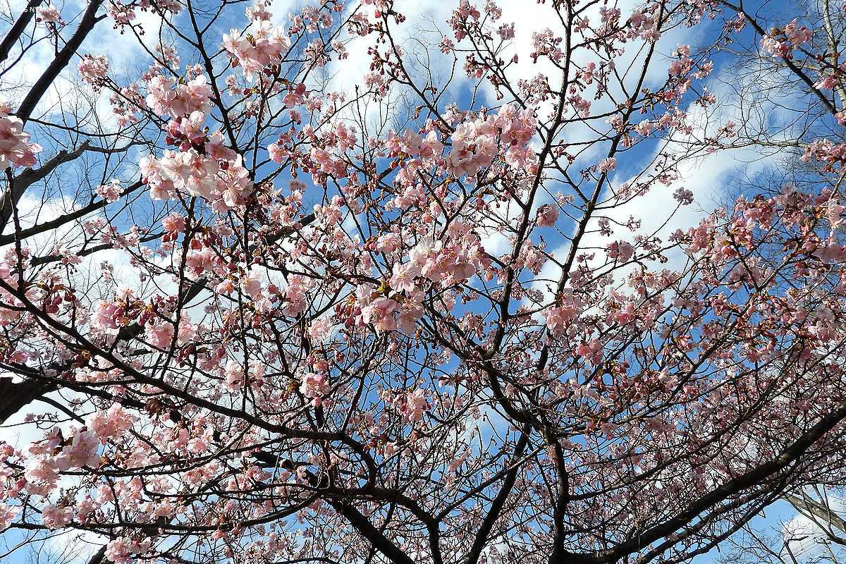 カワヅザクラ（河津桜、バラ科）
