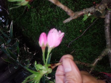 IMG_20150407_074551-p.jpg