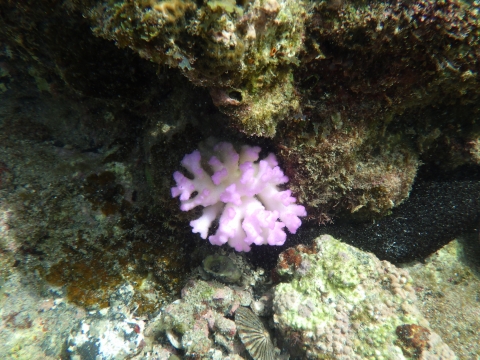 串本磯採集2016年9月中旬7　ハナヤサイサンゴ（Pocillopora damicornis）
