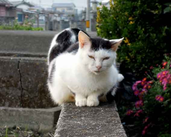 我が家のニャンコ♪2014/01/11-3