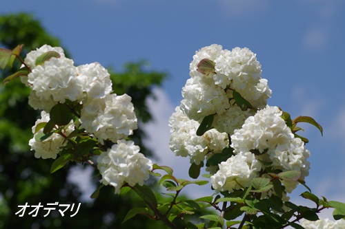 フラワーセンター大船植物園にて