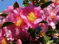 １１月３日の誕生花 サザンカ ピンク の花言葉 永遠の愛 サザンカ 山茶花 のピンク色の花 弥生おばさんのガーデニングノート 花と緑の365日 楽天ブログ