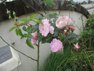 IMG_5645ss.jpg