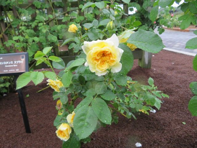 踏んだり蹴ったりの昨日と大忙しの雨上がりの庭とミニバラ ばぁばの薔薇の花園 楽天ブログ