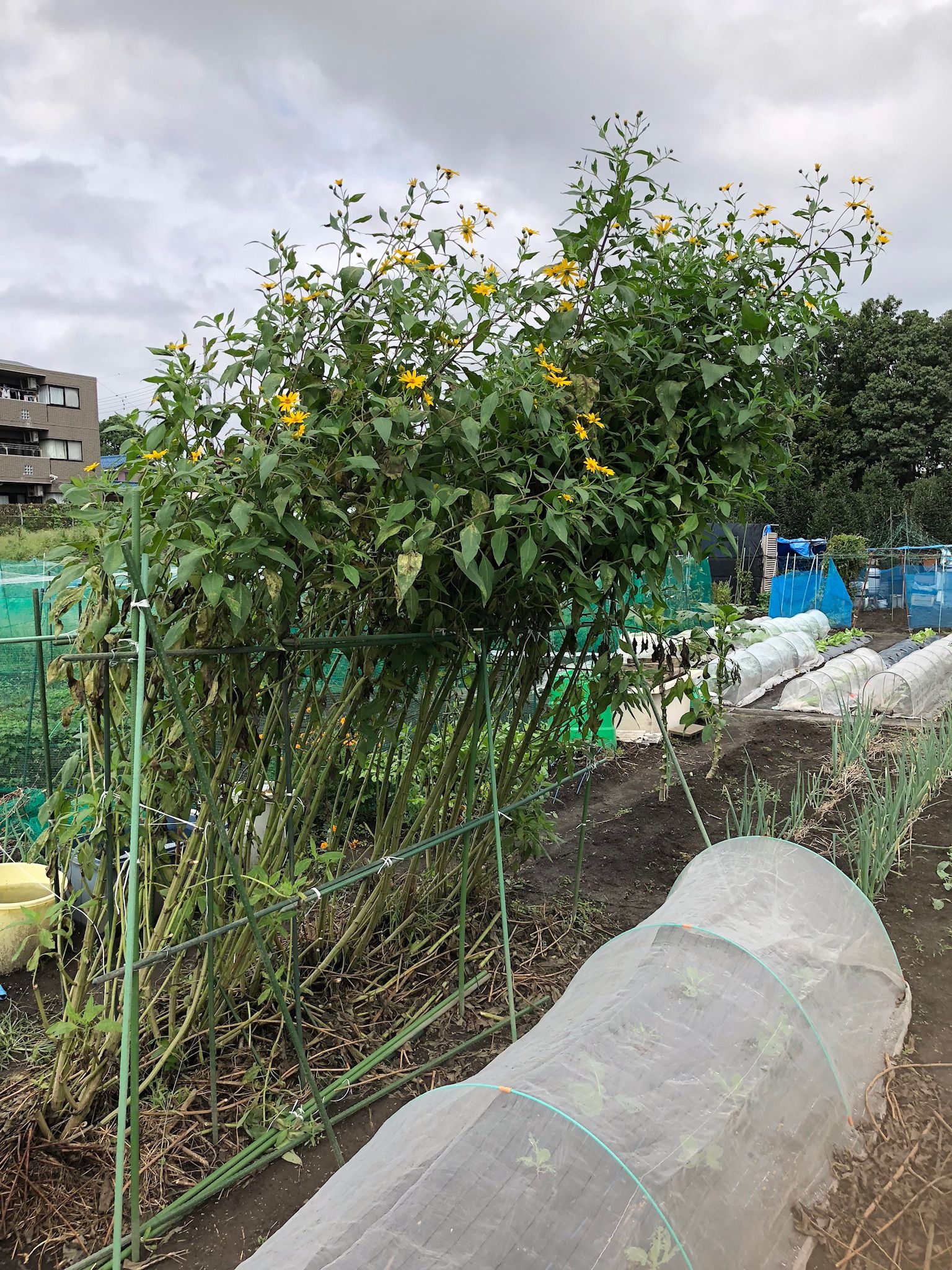 菊芋の花が咲いてました ちょろ松の家庭菜園奮闘記 楽天ブログ 菊芋の花が咲いてました ちょろ松の家庭菜園奮闘記 楽天ブログ