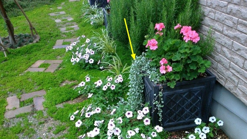 ダイカンドラ グランドカバー Miraiの庭 つれづれに 楽天ブログ
