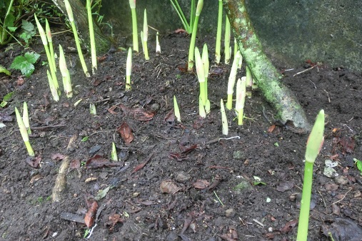 ヒガンバナの芽