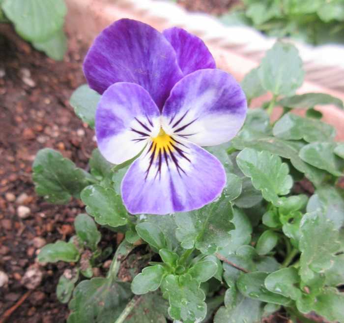 実生からのビオラが咲く 直根性の苗は小さいうちに植え替え 狭い庭を花いっぱいにする育て方 楽天ブログ