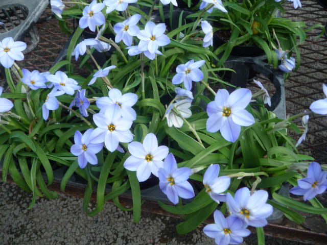 629 イエイオン(花韮)