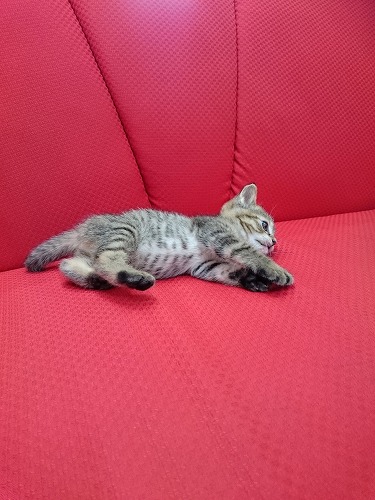 ねこ