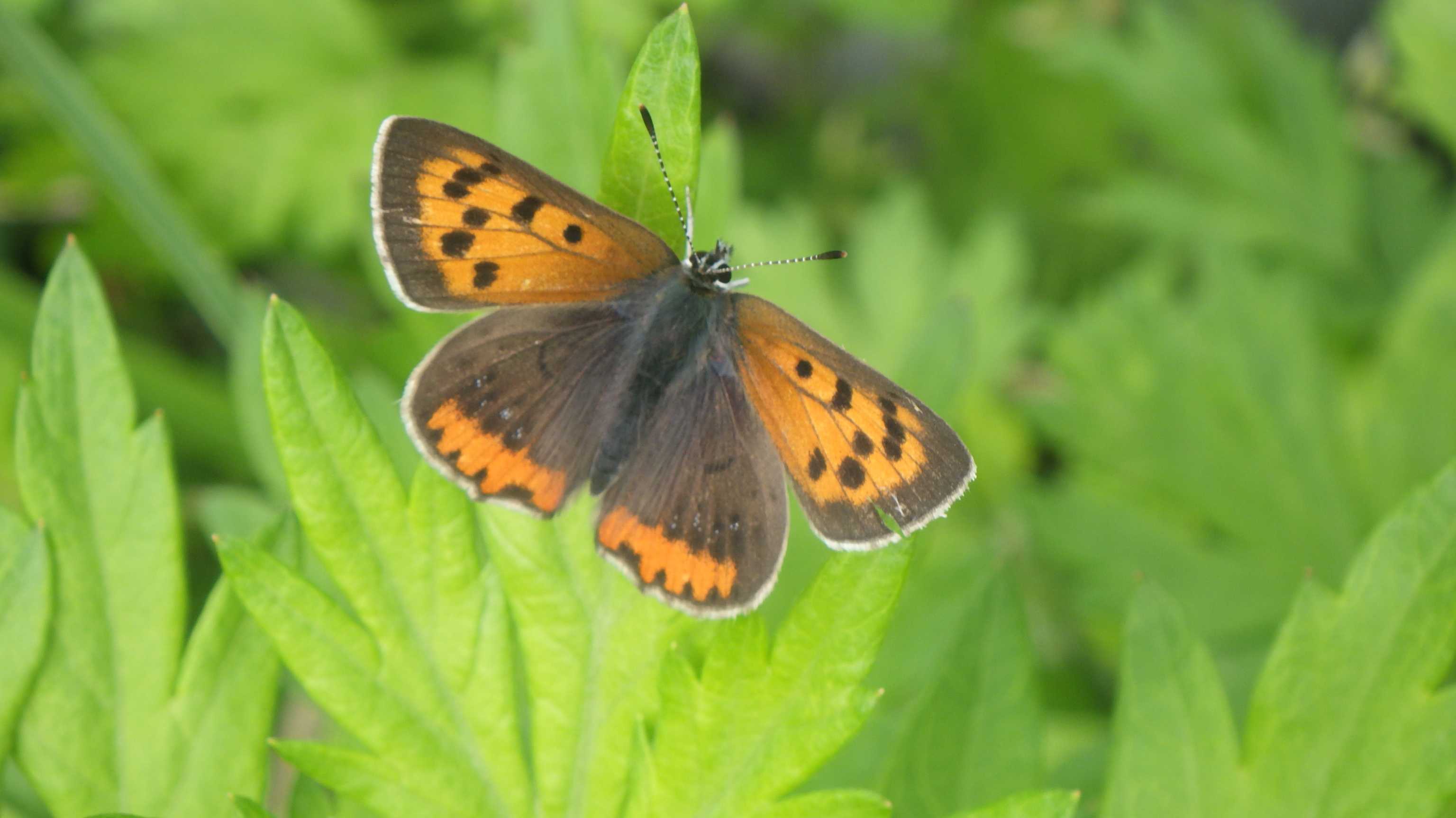 ベニシジミ Elfin S Note 楽天ブログ