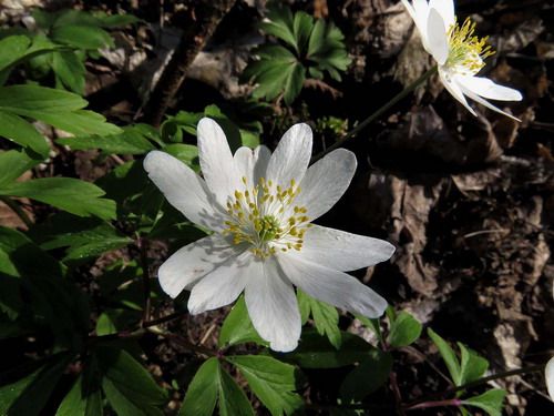 5枚花弁の 森のアネモネ は綺麗だ ポーランドからの写真 楽天ブログ