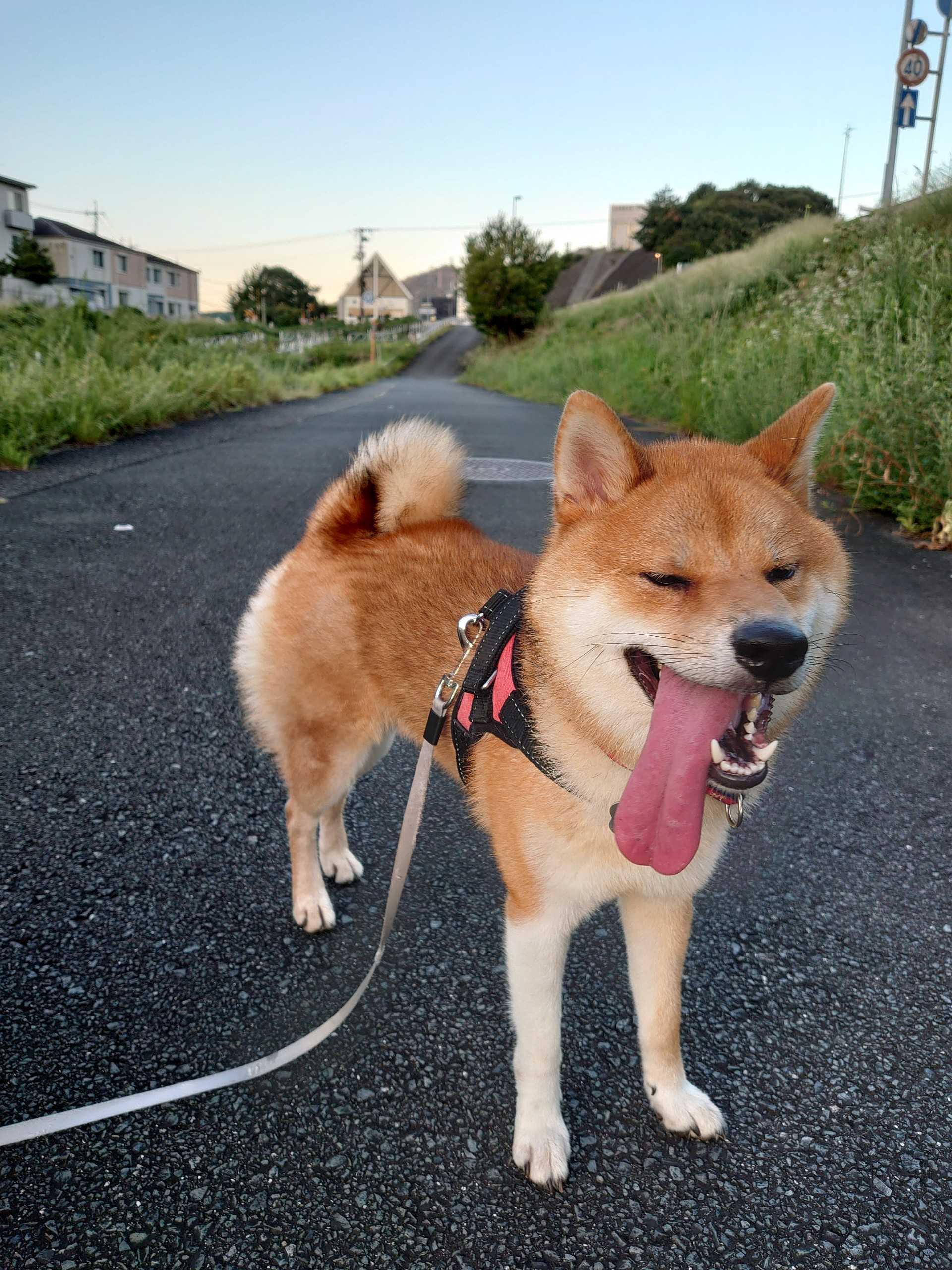 新着記事一覧 柴犬３翔物語 楽天ブログ