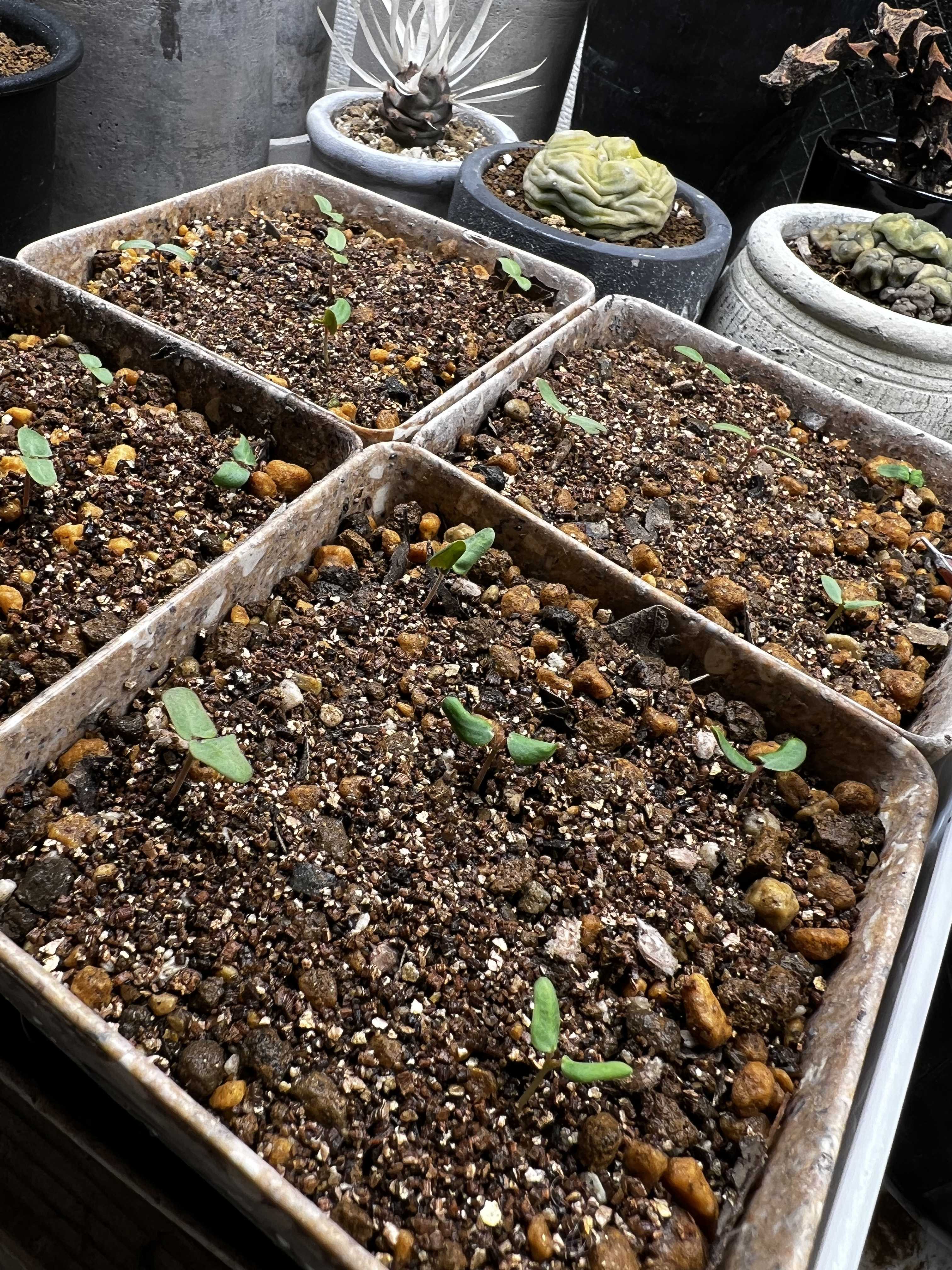 パキコルムス ディスカラー 実生記録②(〜30日) | 植物栽培初心者の